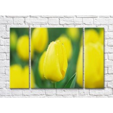 Pictură Rainbow Close-up flower of a yellow tulip against a background of a flower field (500407)