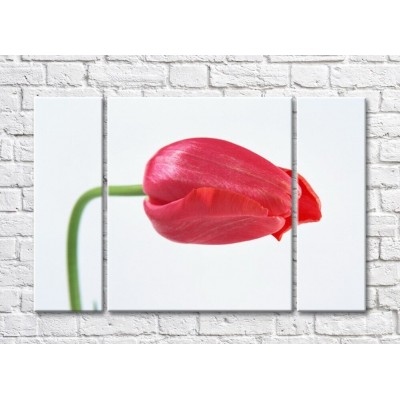 Pictură Rainbow Large red tulip flower (500409)