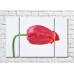 Pictură Rainbow Large red tulip flower (500409)