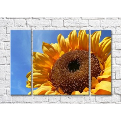 Картина Rainbow Large sunflower flower (500417)