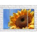 Картина Rainbow Large sunflower flower (500417)