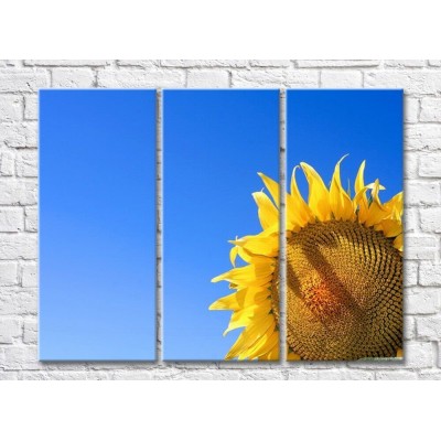 Pictură Rainbow Close up flower of a sunflower on a blue background (500415)