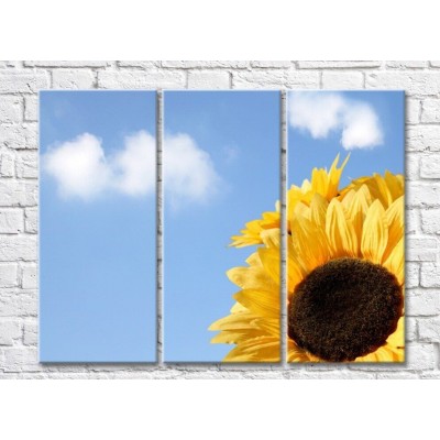 Pictură Rainbow Close up of a sunflower against the sky with clouds (500416)