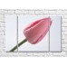 Картина Rainbow Large flower of a pink tulip (500418)