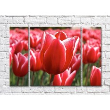 Pictură Rainbow Close up of a tulip flower on a red background of a flower field (500421)