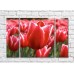 Pictură Rainbow Close up of a tulip flower on a red background of a flower field (500421)