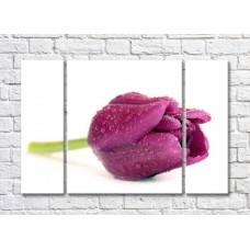 Pictură Rainbow Large purple tulip flower (500423)