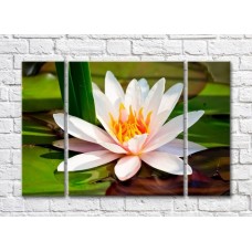 Pictură Rainbow Water lily on a background of green leaves (500424)