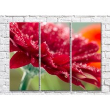 Pictură Rainbow Burgundy gerbera petals with dew drops (500427)