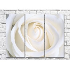 Pictură Rainbow Cream Rose Petals (500429)