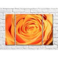 Pictură Rainbow Orange Rose Petals (500430)