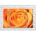 Pictură Rainbow Orange Rose Petals (500430)