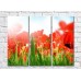 Pictură Rainbow Tulip leaves on a background of red flowers in the sun (500435)