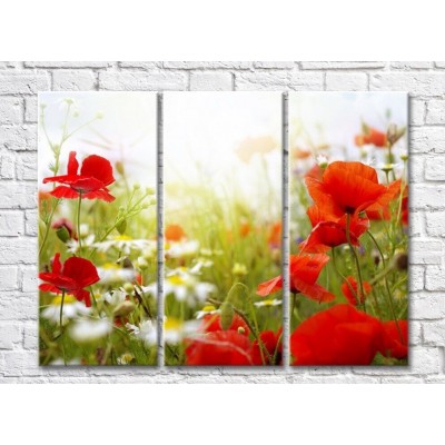 Pictură Rainbow Poppies and daisies in the field (500436)