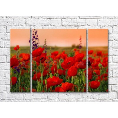 Pictură Rainbow Poppy field at dusk (500440)