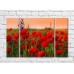 Pictură Rainbow Poppy field at dusk (500440)