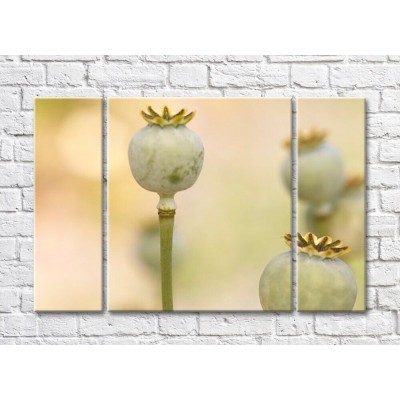 Pictură Rainbow Poppy boxes on a beige background (500441)