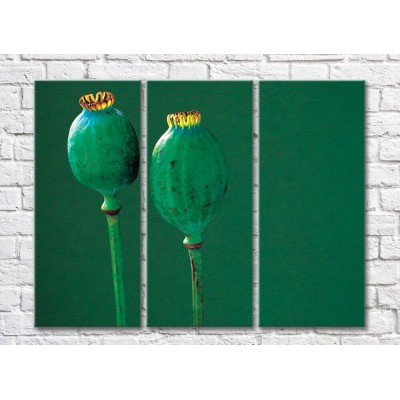 Pictură Rainbow Poppy boxes on an emerald background (500442)