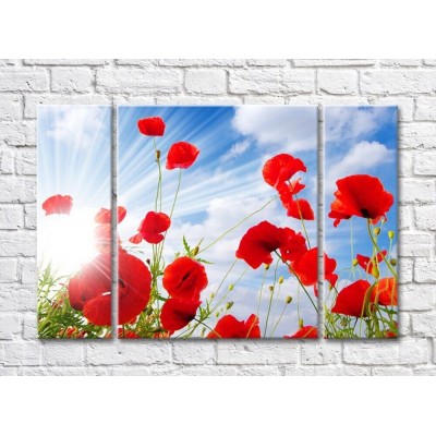 Pictură Rainbow Poppy flowers in sunbeams on a sky background (500445)