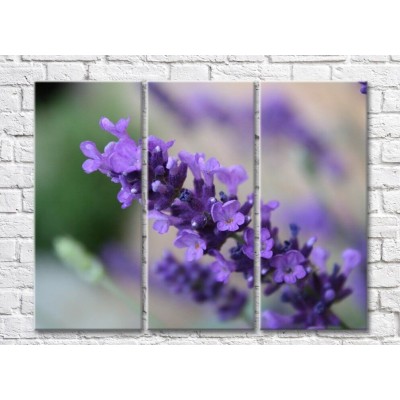 Pictură Rainbow Small lilac lavender flowers (500448)