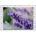 Pictură Rainbow Small lilac lavender flowers (500448)