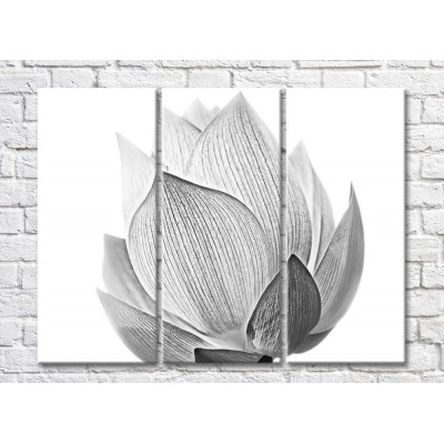 Pictură Rainbow Monochrome lotus flower on white background (500452)