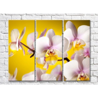 Pictură Rainbow Delicate pink orchids on a yellow background (500454)