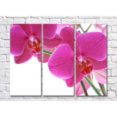 Картина Rainbow Huge purple orchid flowers (500471)