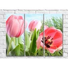 Картина Rainbow Huge flowers of pink tulips on a background of grass (500472)