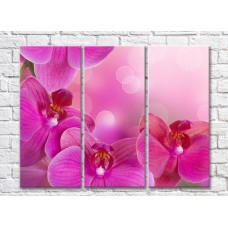 Картина Rainbow Huge purple orchid flowers on a pink background (500473)