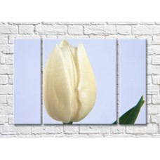 Картина Rainbow Huge white tulip flower (500475)