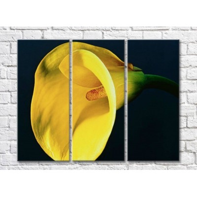 Картина Rainbow Huge yellow calla lily flower on a black background (500479)