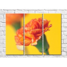 Картина Rainbow Orange carnation on yellow background (500482)