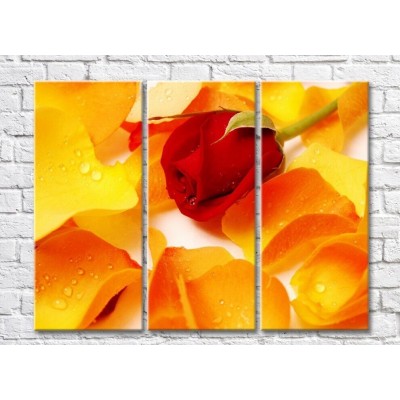 Pictură Rainbow Orange petals and red rose (500490)