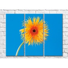 Картина Rainbow Orange flower on a blue background (500501)