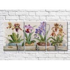 Картина Rainbow Potted orchids (3572581)