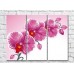 Картина Rainbow Pink orchid on a pink background (3448907)