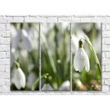 Картина Rainbow First spring flowers snowdrops (500504)