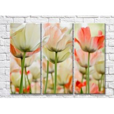 Картина Rainbow Variegated white pink tulips (500516)