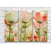 Картина Rainbow Variegated white pink tulips (500516)