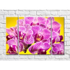 Картина Rainbow Variegated purple orchid flowers on a yellow background (500520)