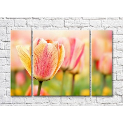 Картина Rainbow Variegated tulip against a blurred background of other flowers (500523)