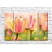 Картина Rainbow Variegated tulip against a blurred background of other flowers (500523)