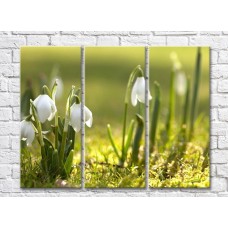 Картина Rainbow Snowdrops on a green background (500524)