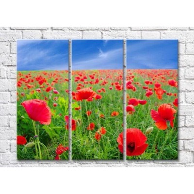 Картина Rainbow Red Poppy Field (3448908)