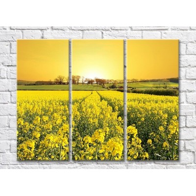 Картина Rainbow Field of yellow flowers at dawn (500529)