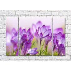 Картина Rainbow Purple Crocus Field (3448909)