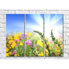 Картина Rainbow Wildflowers against the sky and the sun s rays (500533)