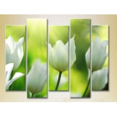 Картина Rainbow Polyptych White Tulips 02 (2932801)