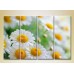 Pictură Rainbow Polyptych Bouquet of daisies (2932270)